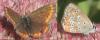 Aricia agestis